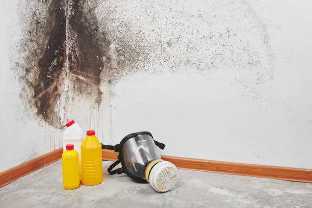 Greenwich, OH Mold Removal Company