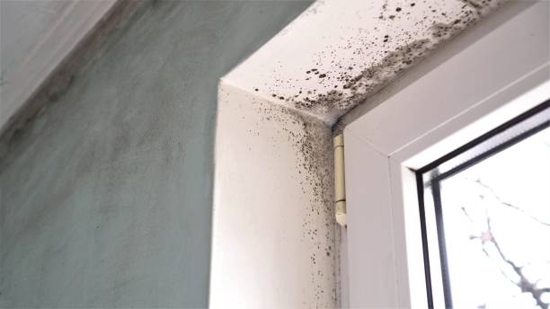 Best Black Mold Removal  in Greenwich, OH