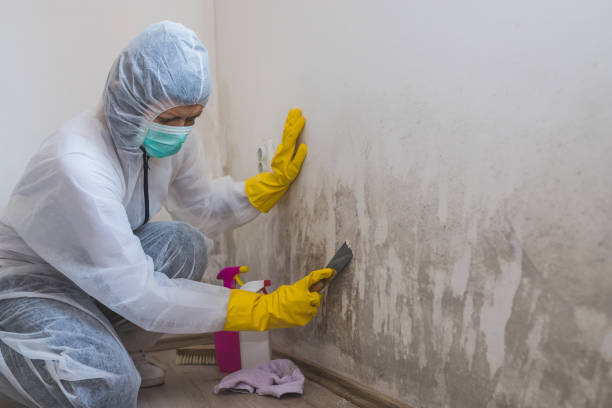 Attic Mold Removal in Greenwich, OH