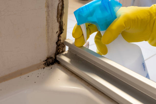 Best Attic Mold Removal  in Greenwich, OH