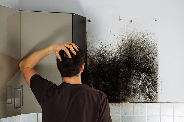 Best Mold Damage Repair  in Greenwich, OH