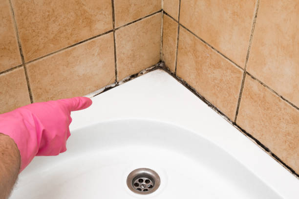 Office Mold Removal Services in Greenwich, OH