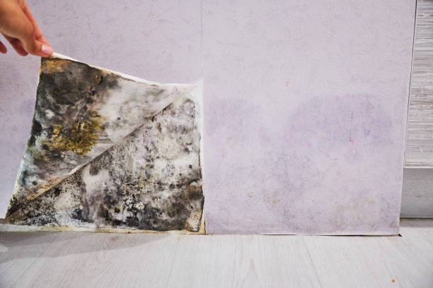 Best Residential Mold Removal  in Greenwich, OH